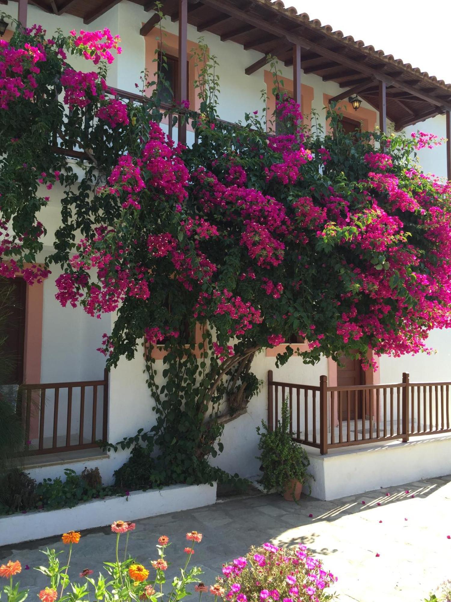 Marigoula Village Skopelos Eksteriør billede
